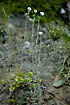 Photo ofHoary Whitlowgrass  (Draba incana). Photographer: 