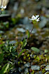 Flowering Alpine Rock-Cress