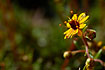 Flowering Yellow Saxifrage