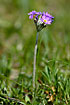 Foto af Fjeld-Kodriver (Primula scandinavica). Fotograf: 