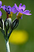 Foto af Fjeld-Kodriver (Primula scandinavica). Fotograf: 