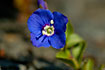 Photo ofRock Speedwell  (Veronica fruticans). Photographer: 