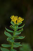 Photo ofRoseroot (Rhodiola rosea). Photographer: 