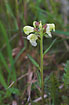 Photo ofLapland Lousewort (Pedicularis lapponica). Photographer: 