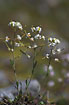 Flowering Northern Rock-Cress