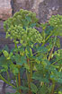 Photo ofGarden Angelica (Angelica archangelica ssp. archangelica). Photographer: 