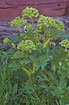 Photo ofGarden Angelica (Angelica archangelica ssp. archangelica). Photographer: 