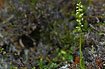 Foto af Hvid-Skspore (Pseudorchis albida ssp. albida). Fotograf: 