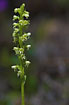 Foto af Hvid-Skspore (Pseudorchis albida ssp. albida). Fotograf: 