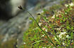 Photo ofBlack Alpine-Sedge  (Carex atrata). Photographer: 