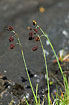 Foto af Sod-Star (Carex atrofusca). Fotograf: 