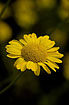 Flowering Yellow Chamomile