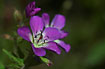 Foto af Skov-Storkenb (Geranium sylvaticum). Fotograf: 