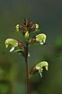 Foto af Laplands-Troldurt (Pedicularis lapponica). Fotograf: 