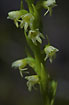 Close-up of the flowering Small-white Orchid