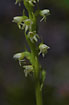 The endangered Small-white Orchid