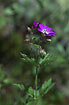 Foto af Skov-Storkenb (Geranium sylvaticum). Fotograf: 
