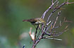 Photo ofWillow Warbler (Phylloscopus trochilus). Photographer: 
