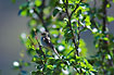 Willow Warbler in birch