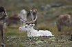 White Caribou