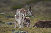 Young Caribou