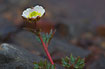 Photo ofGlacier Buttercup (Ranunculus glacialis). Photographer: 