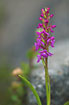 Flowering Fragrant Orchid