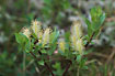 Foto af Sort Pil (Salix myrsinifolia). Fotograf: 