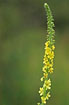 Foto af Almindelig Agermne (Agrimonia eupatoria). Fotograf: 