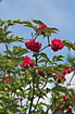 Photo ofRed Elderberry  (Sambucus racemosa var. racemosa). Photographer: 