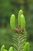 Photo ofNordman fir (Abies nordmannina). Photographer: 