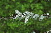 Flowering Blackthorn