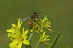 Honey bee i flowering Yellow Star-of-Bethlehem