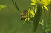 Honey bee seeking nectar