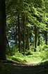 Beech Forest in sunshine