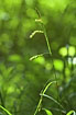 Photo ofWood-sedge (Carex sylvatica). Photographer: 