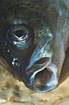 Photo ofLavaret, Common whitefish  (Coregonus lavaretus). Photographer: 