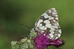 Ventral view of Marbled White