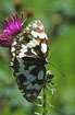 Marbled White on Thistle