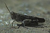 Foto af Rdvinget rkengrshoppe (Oedipoda germanica). Fotograf: 