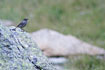 Photo ofBlack Redstart (Phoenicurus ochruros). Photographer: 