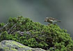 Photo ofWater Pipit (Anthus spinoletta). Photographer: 