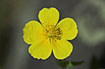 Photo ofCommon Rock-rose (Helianthemum nummularium ssp. nummularium). Photographer: 