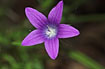 Photo ofRampion Bellflower  (Campanula rapunculus). Photographer: 