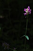 Foto af Almindelig Betonie (Stachys officinalis). Fotograf: 