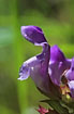 Foto af Storblomstret Brunelle (Prunella grandiflora). Fotograf: 