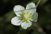 Foto af Almindelig Leverurt (Parnassia palustris). Fotograf: 