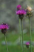 Foto af Alpe-Tidsel (Carduus defloratus). Fotograf: 