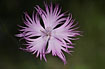 Foto af  (Dianthus plumatus). Fotograf: 
