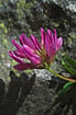 Photo ofAlpine Clower (Trifolium alpinum). Photographer: 